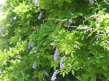 Wisteria Chinensis